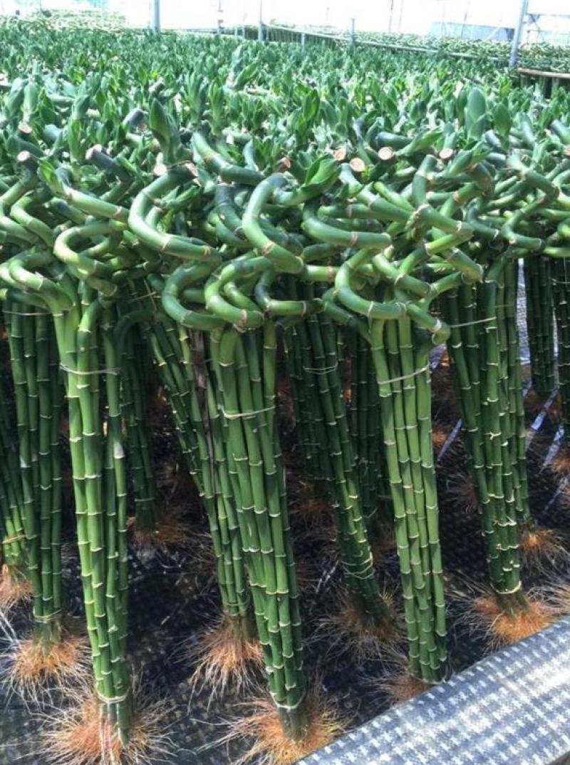 转运竹带根水培植物富贵竹绿植鲜花室内盆栽花卉客厅水养龙竹