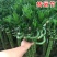 转运竹带根水培植物富贵竹绿植鲜花室内盆栽花卉客厅水养龙竹