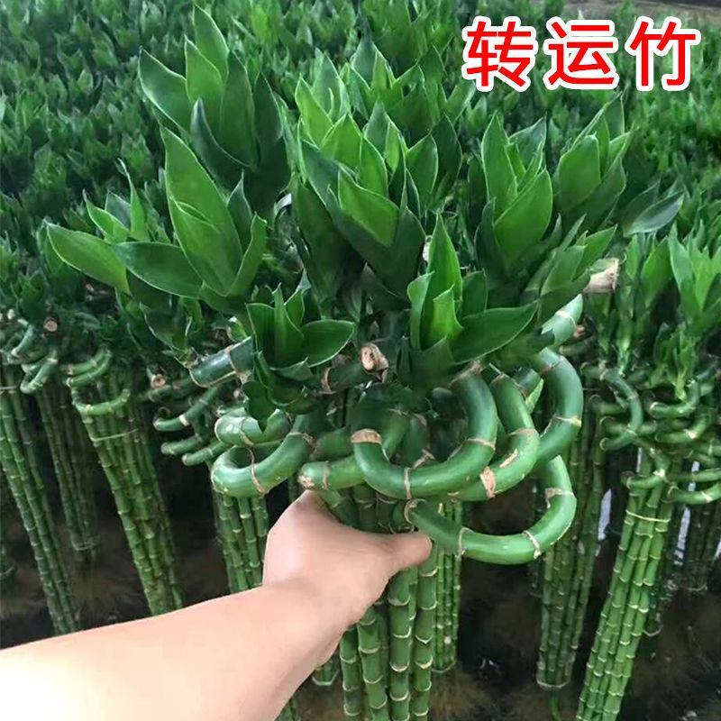 转运竹带根水培植物富贵竹绿植鲜花室内盆栽花卉客厅水养龙竹