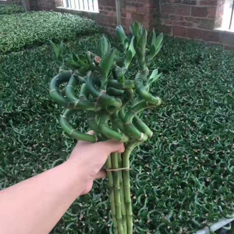 转运竹带根水培植物富贵竹绿植鲜花室内盆栽花卉客厅水养龙竹