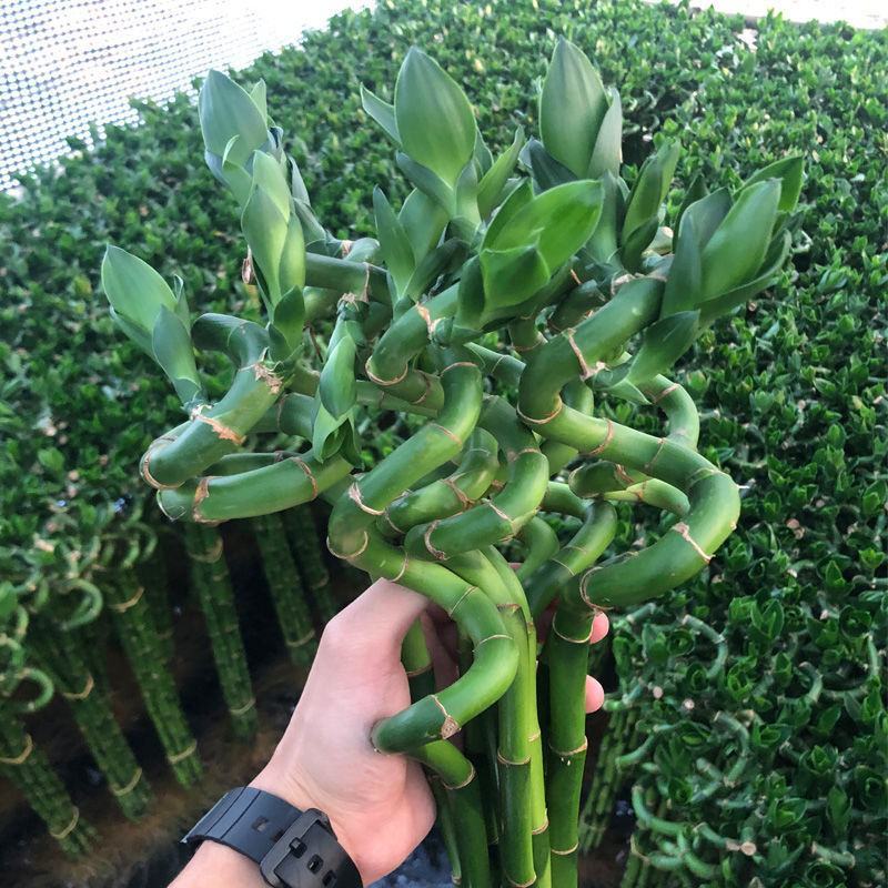 转运竹带根水培植物富贵竹绿植鲜花室内盆栽花卉客厅水养龙竹