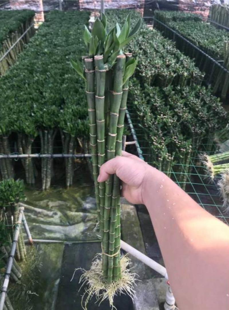 转运竹带根水培植物富贵竹绿植鲜花室内盆栽花卉客厅水养龙竹