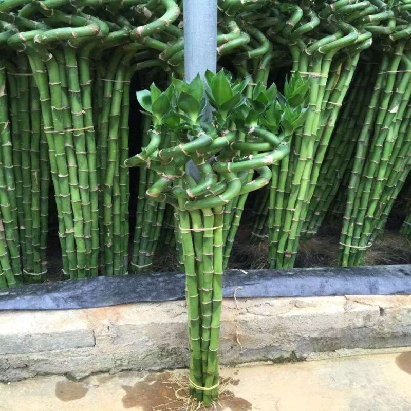 转运竹带根水培植物富贵竹绿植鲜花室内盆栽花卉客厅水养龙竹
