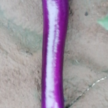 紫红长茄