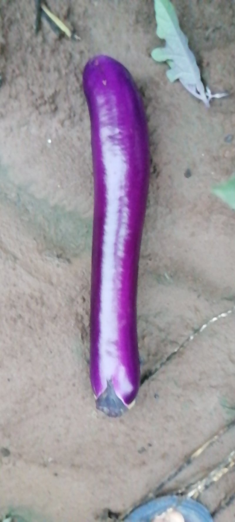 紫红长茄