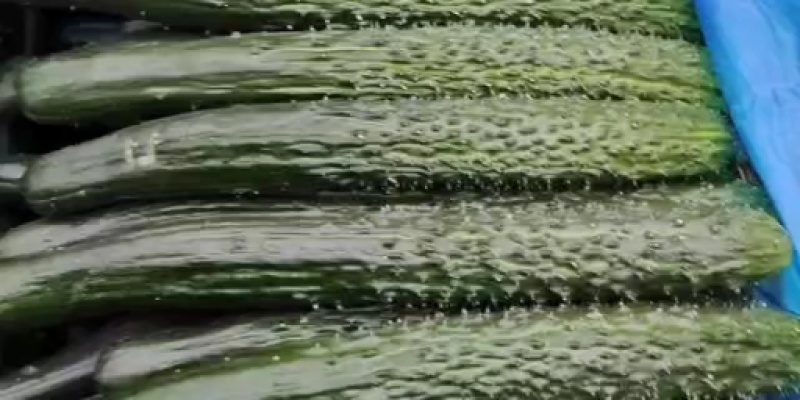 黄瓜