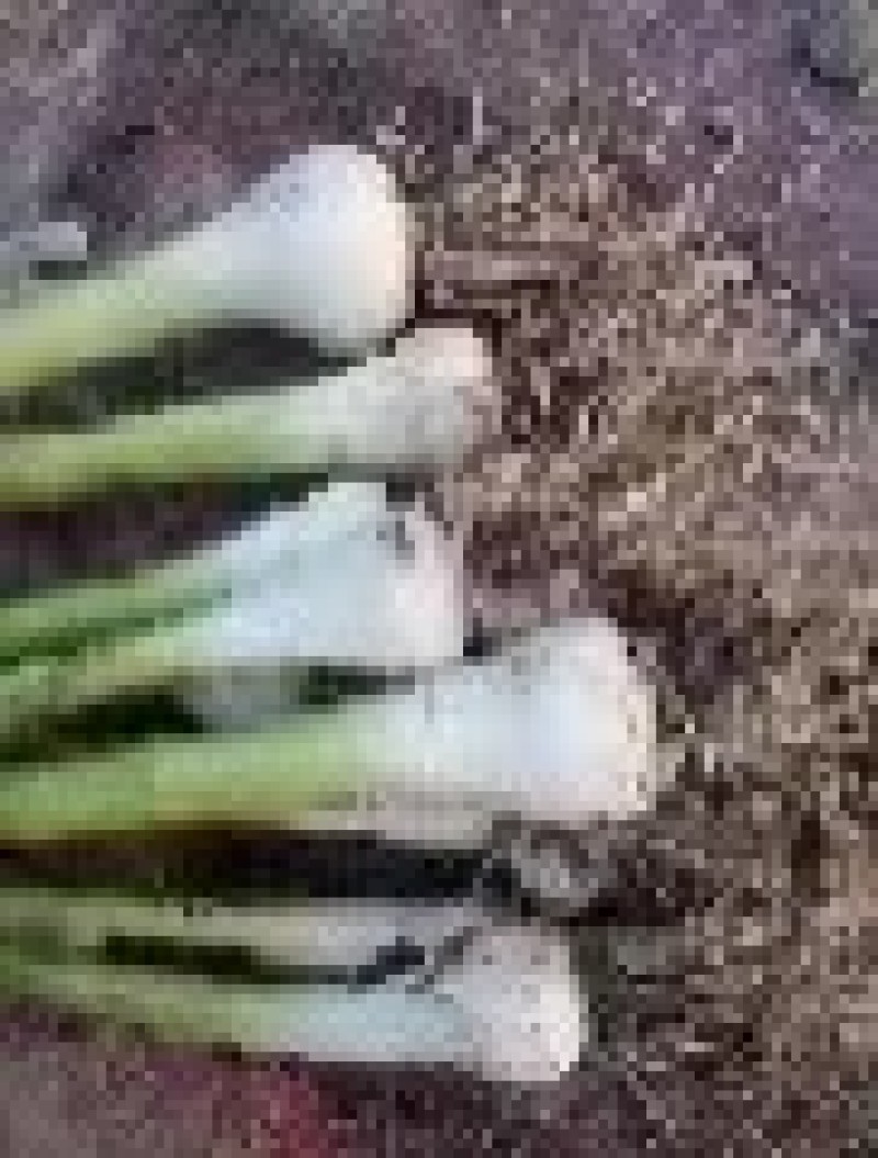 吉林公主岭市青蒜头大量上市，价格美丽，质量嘎嘎滴