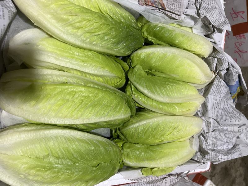 红叶，狗牙，罗文，反西，大叶，樱桃萝卜，手指萝卜，三色花