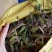 红叶，狗牙，罗文，反西，大叶，樱桃萝卜，手指萝卜，三色花
