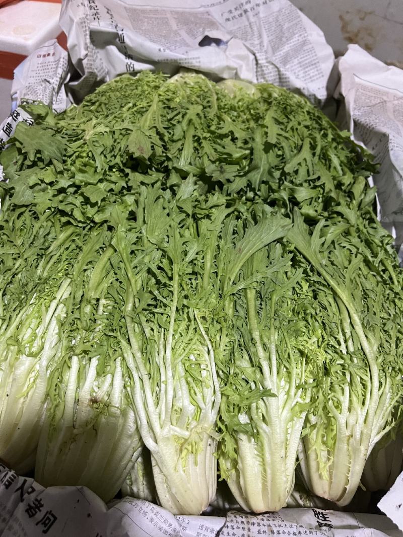 红叶，狗牙，罗文，反西，大叶，樱桃萝卜，手指萝卜，三色花