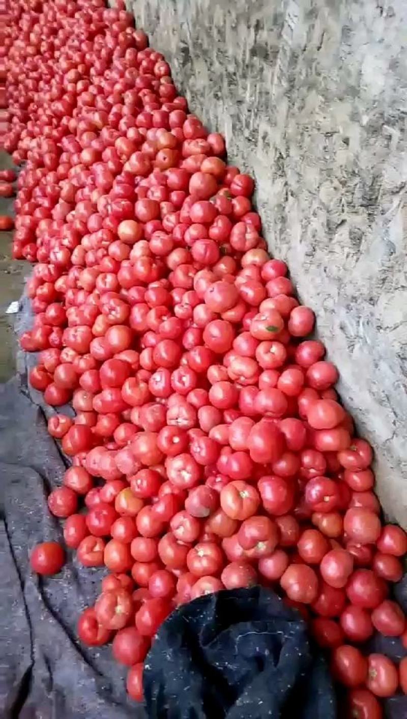 优质硬粉西红柿，果形圆整，果面干净针对赶集零卖，商超批发