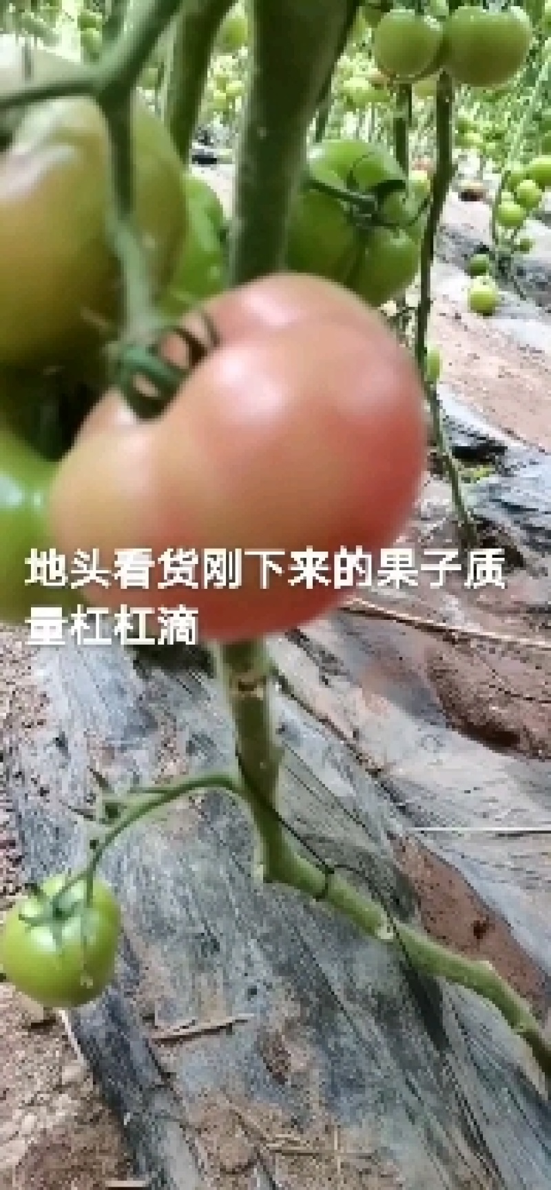 精品硬粉西红柿，电商高超赶集零卖的，货源充足，大量有货，