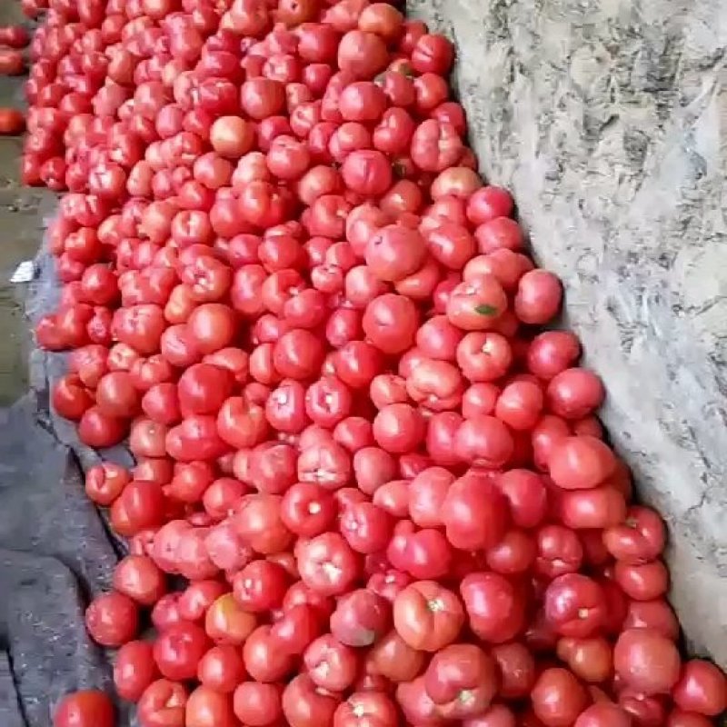 精品硬粉西红柿，电商高超赶集零卖的，货源充足，大量有货，