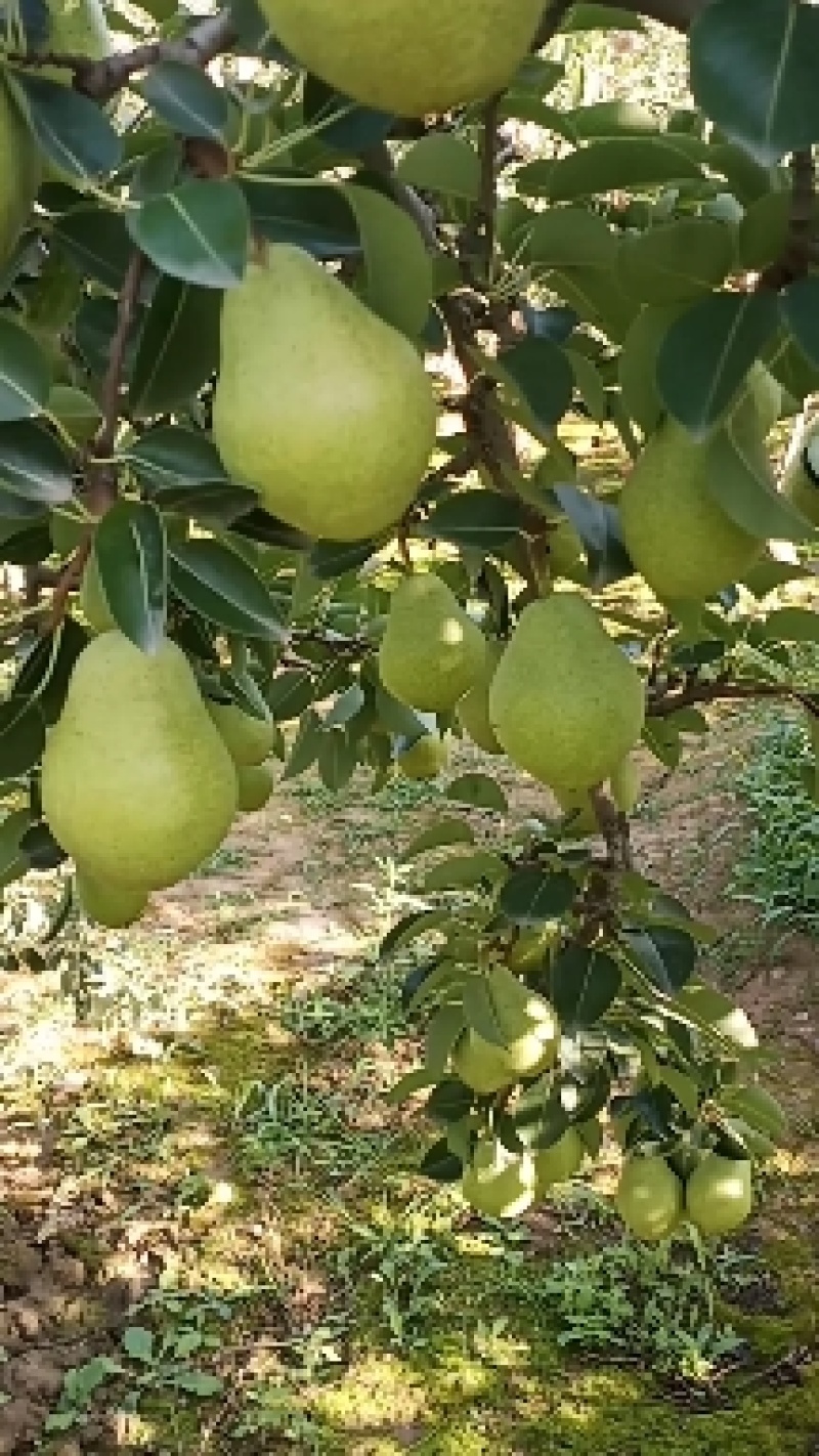 香蕉梨巴梨洋梨贵妃梨软儿梨太婆梨个大品精