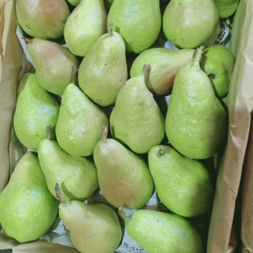 香蕉梨大头梨太婆梨软黄梨梨都口感香蕉的味道，