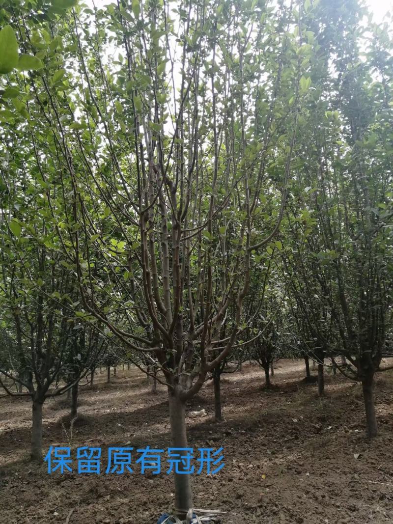 文冠果二次修剪