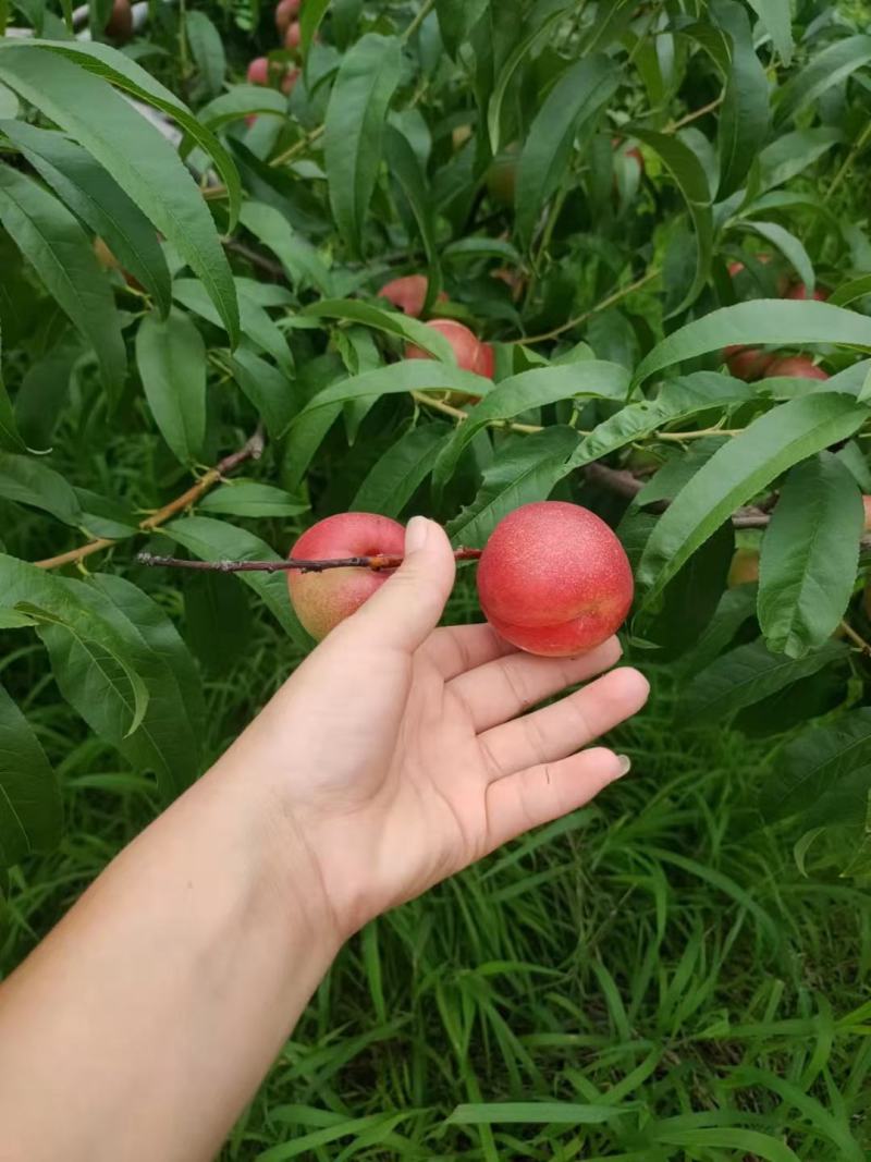 珍珠枣油桃产地直供一手货源口感脆甜色泽鲜亮糖度高