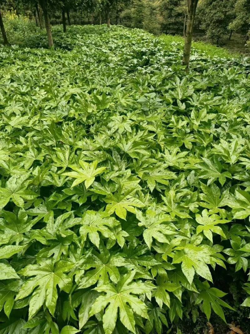 重庆八角金盘基地批发销售八角金盘,价格3毛