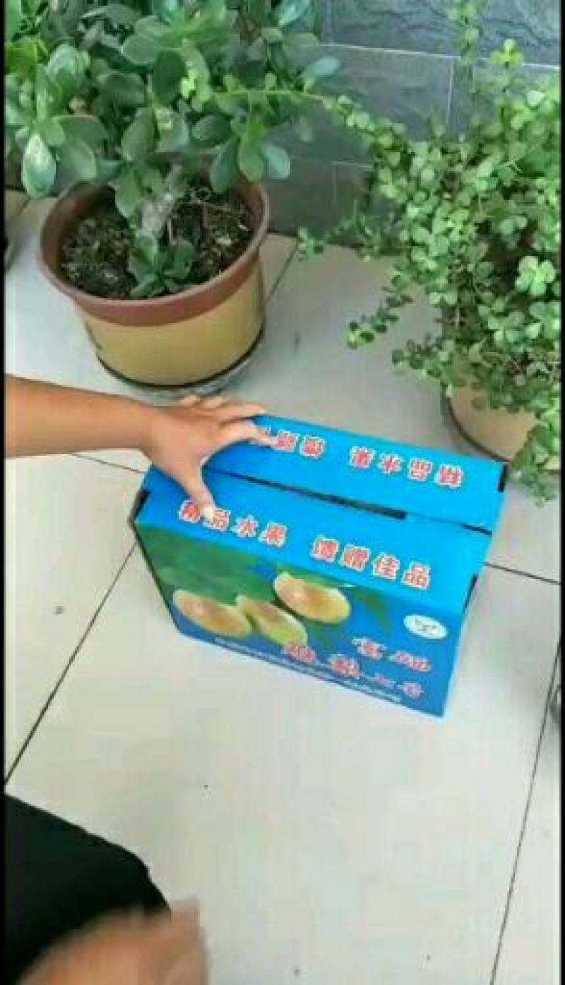 新七号梨