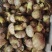 白葱菌，正宗楚雄州野生菌，无泡水，无软根，无虫菌精品统货