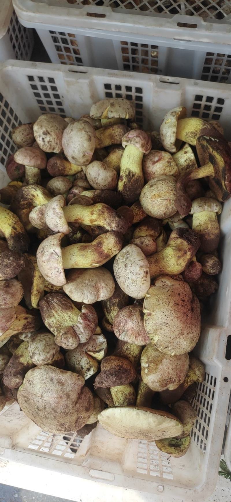 白葱菌，正宗楚雄州野生菌，无泡水，无软根，无虫菌精品统货