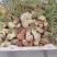 白葱菌，正宗楚雄州野生菌，无泡水，无软根，无虫菌精品统货