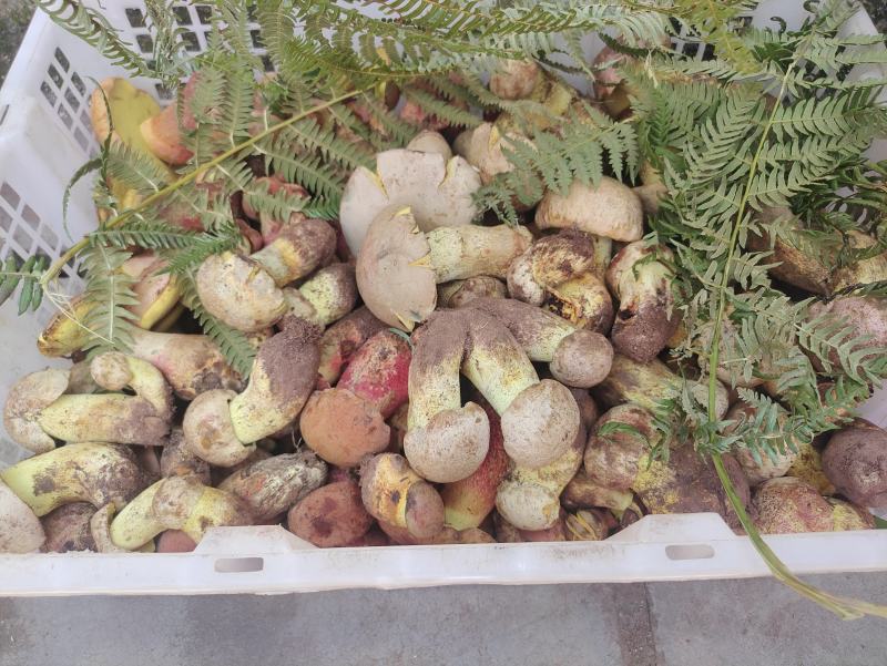 白葱菌，正宗楚雄州野生菌，无泡水，无软根，无虫菌精品统货