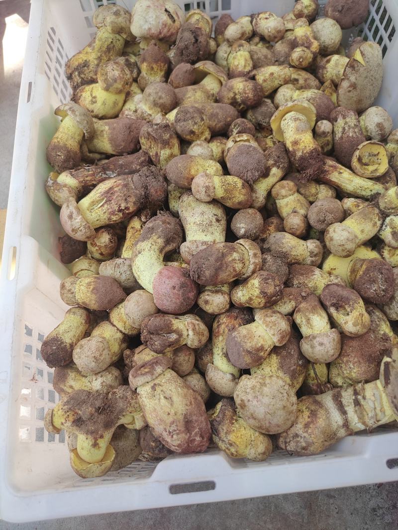 白葱菌，正宗楚雄州野生菌，无泡水，无软根，无虫菌精品统货