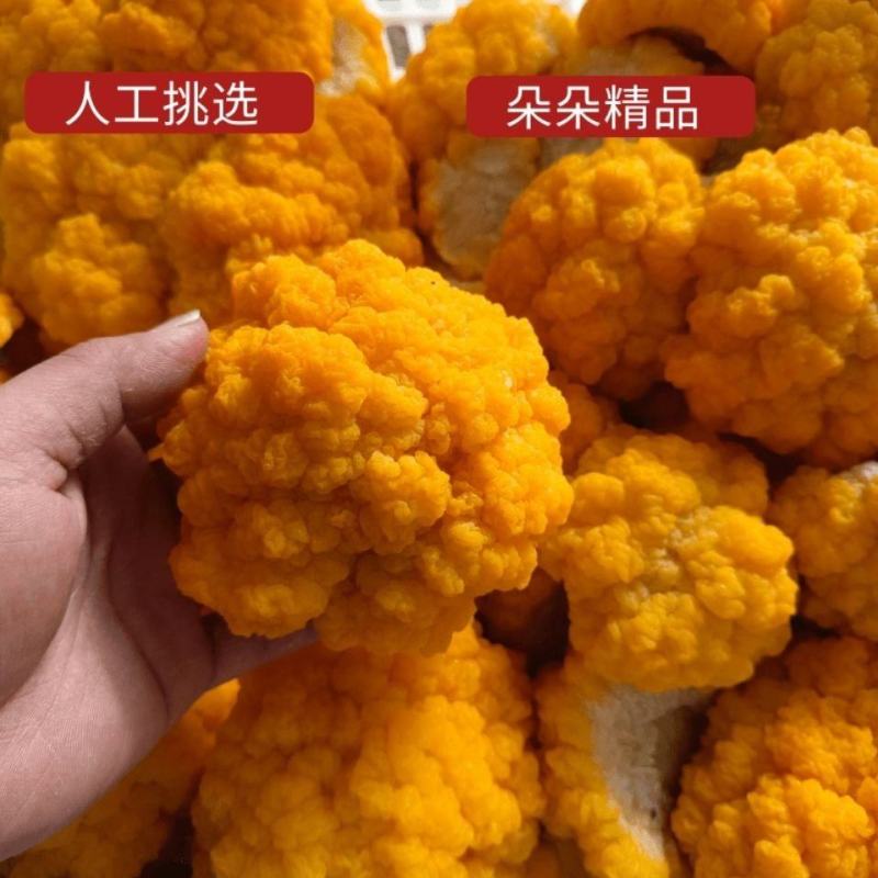 金耳黄金银耳胶质好耳脑新鲜金耳食用菌基地直发现摘现发