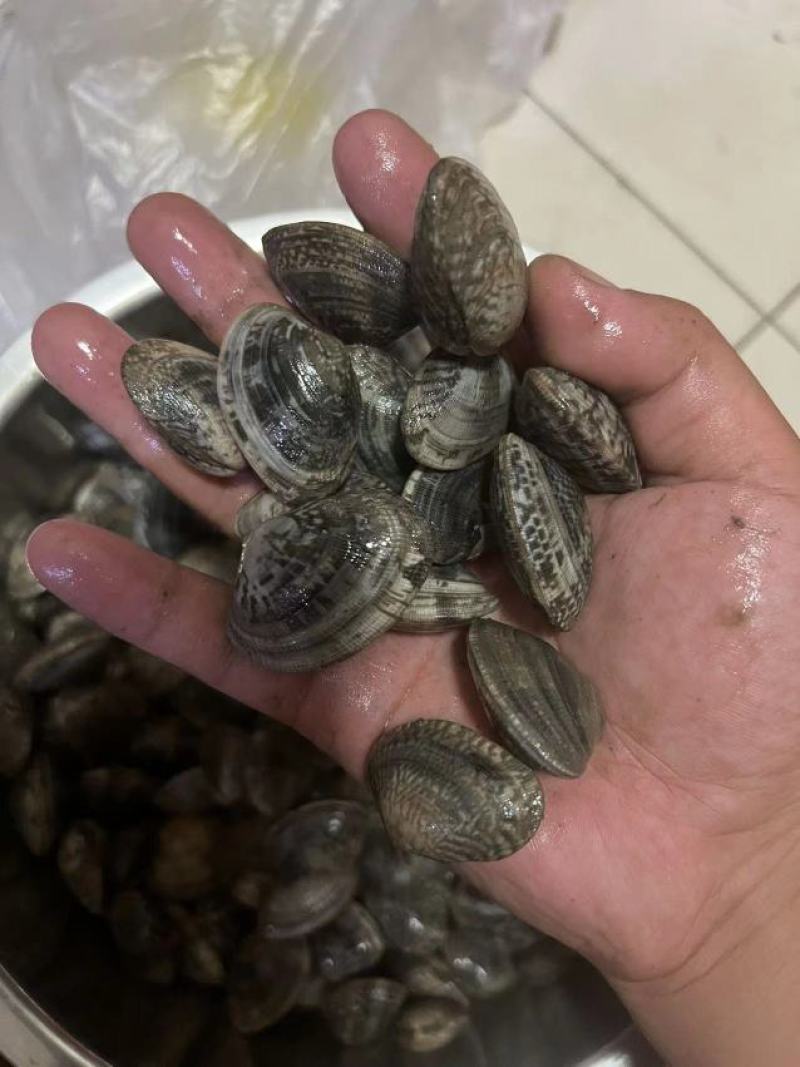 30多粒黄蚬子，40多粒花蛤需要的来