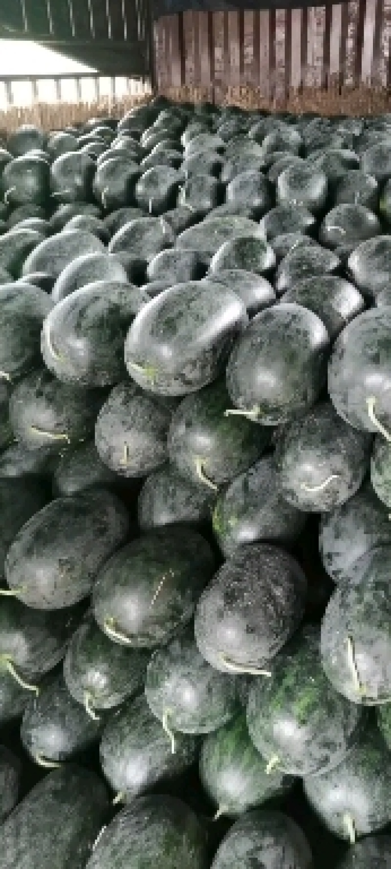 黑美人西瓜，一手货源，产地直供，质量保证欢迎下单订购