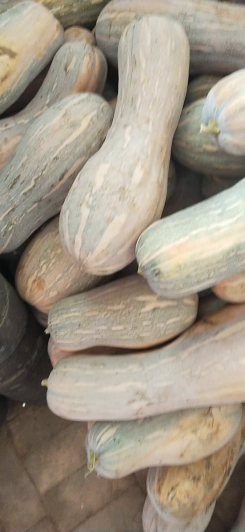 密本南瓜，大量有货，需要的联系，常年供应，欢迎商超