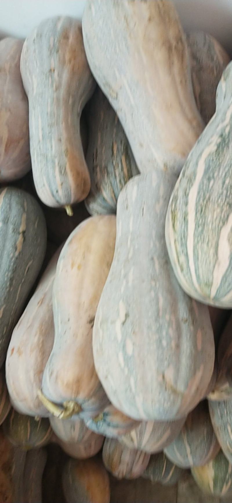 密本南瓜，大量有货，需要的联系，常年供应，欢迎商超