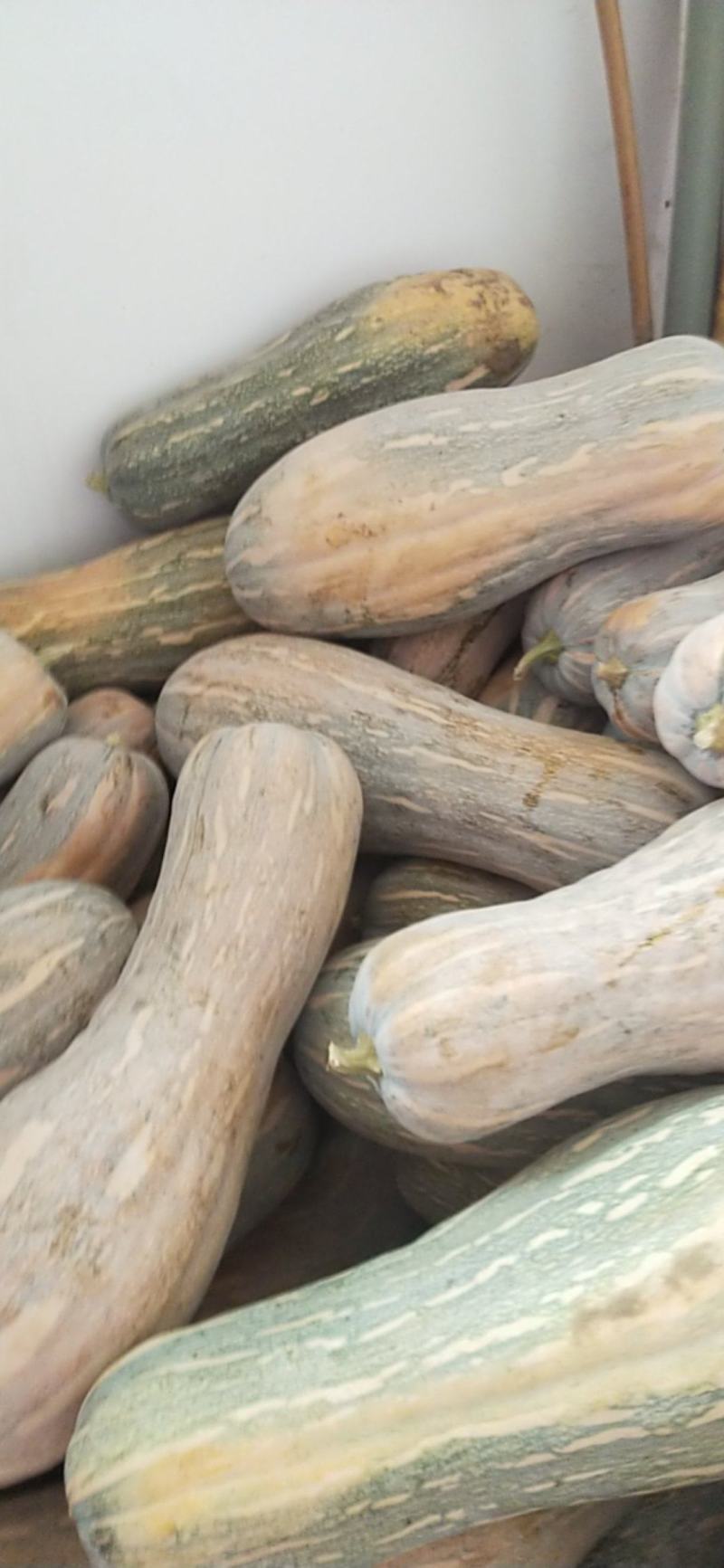 密本南瓜，大量有货，需要的联系，常年供应，欢迎商超