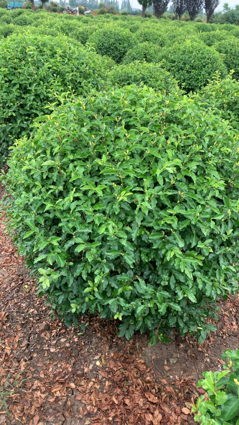 精品金禾女贞，精心维护成长中，成片供应，有限的货待精心！