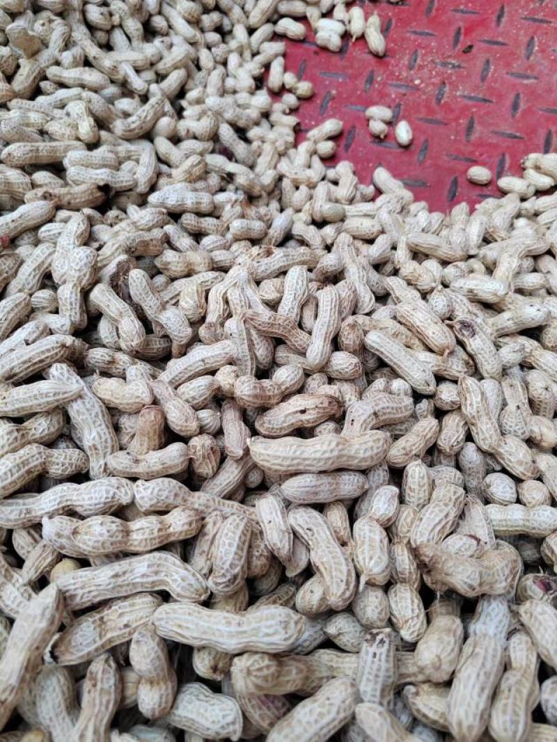 精品红花生，三粒红，二粒红