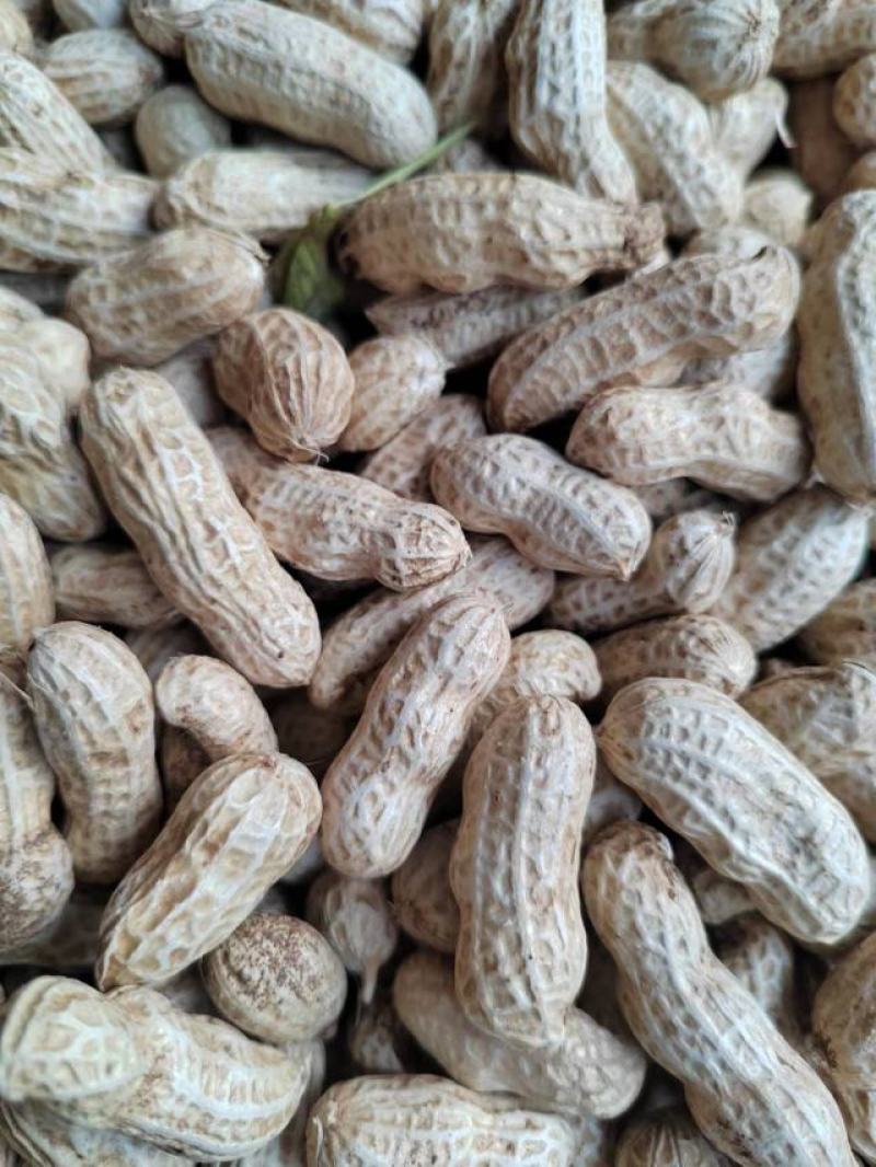 精品红花生，三粒红，二粒红