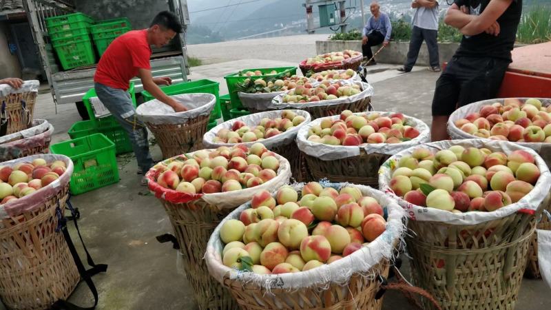 大山离骨桃3两起，口感正，味道甜