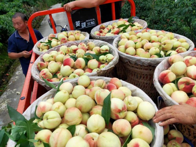 大山离骨桃3两起，口感正，味道甜