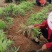 【牛商推荐】金边麦冬，基地直发，质量保证，欢迎来电