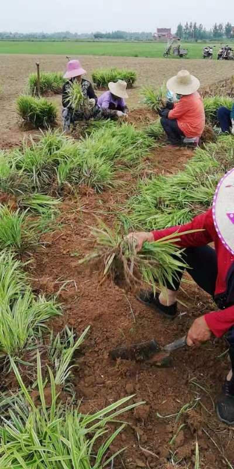 【牛商推荐】金边麦冬，基地直发，质量保证，欢迎来电