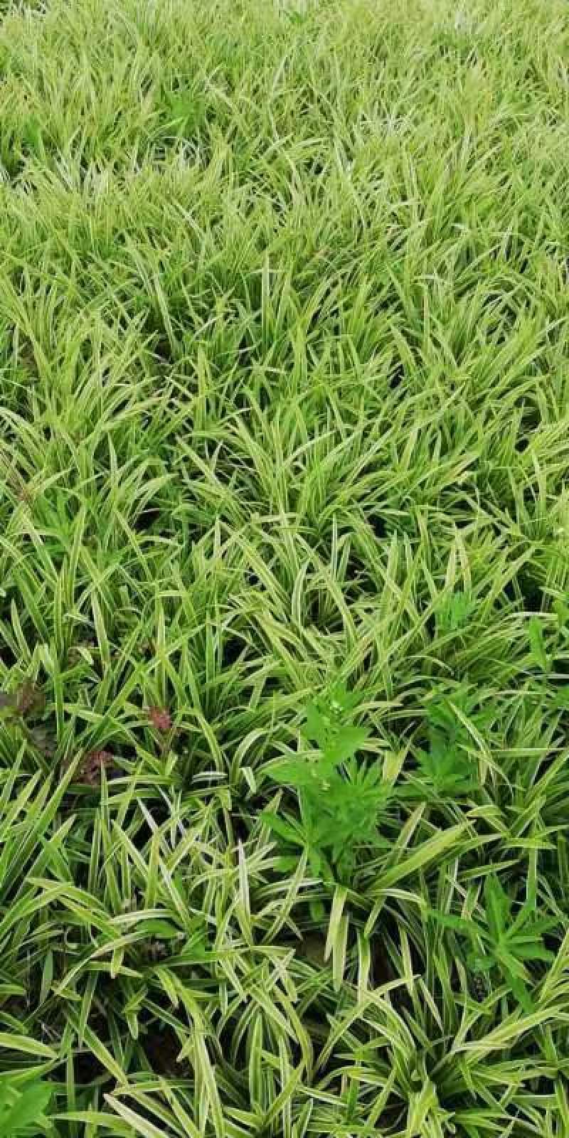 【牛商推荐】金边麦冬，基地直发，质量保证，欢迎来电