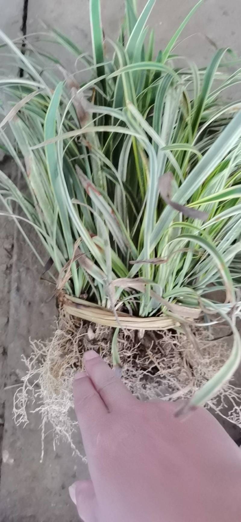 【牛商推荐】金边麦冬，基地直发，质量保证，欢迎来电