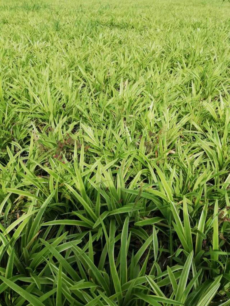 【牛商推荐】金边麦冬，基地直发，质量保证，欢迎来电