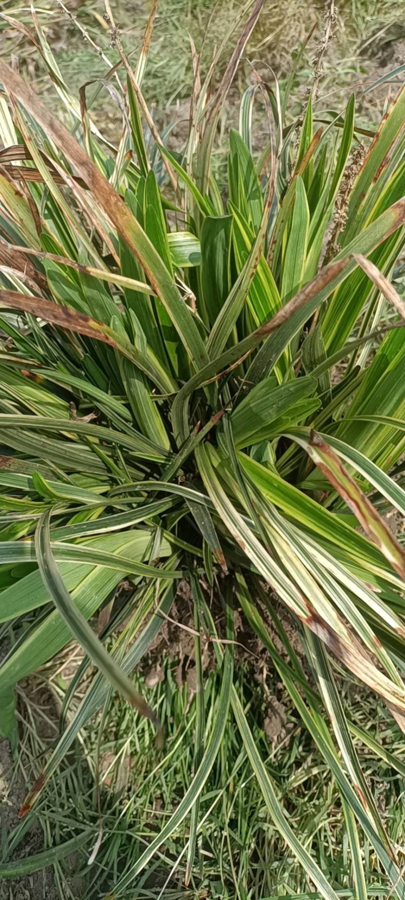 【牛商推荐】金边麦冬，基地直发，质量保证，欢迎来电