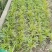 【牛商推荐】金边麦冬，基地直发，质量保证，欢迎来电