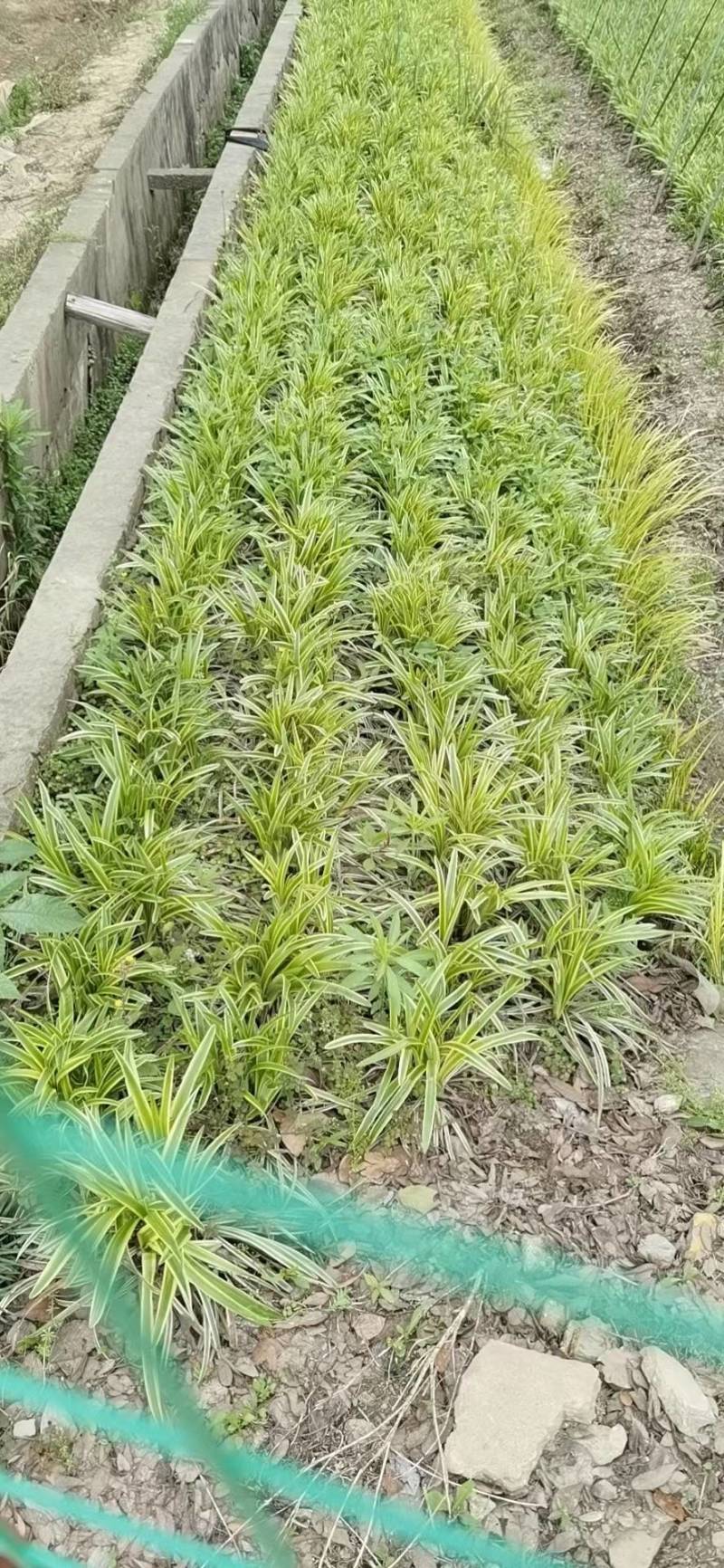 【牛商推荐】金边麦冬，基地直发，质量保证，欢迎来电