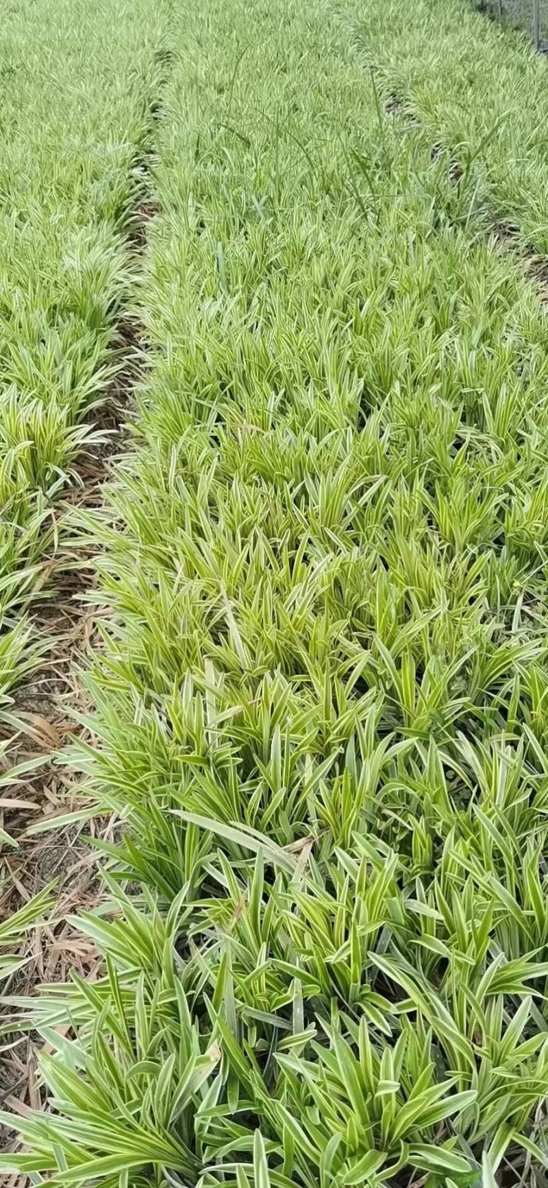 【牛商推荐】金边麦冬，基地直发，质量保证，欢迎来电