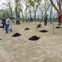 营养土基质生产厂家土壤改良调节泡土松土