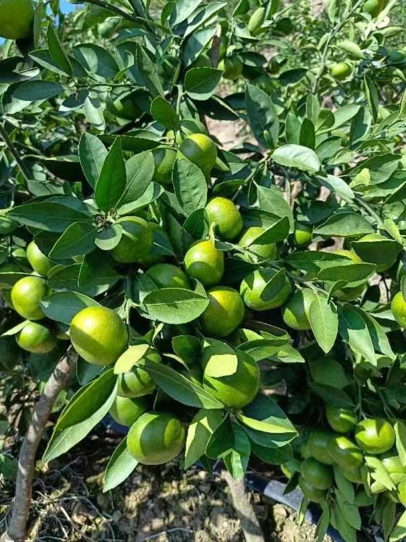 云南蜜橘大量上市中，口感甜，入口化渣，质量好，糖度高！